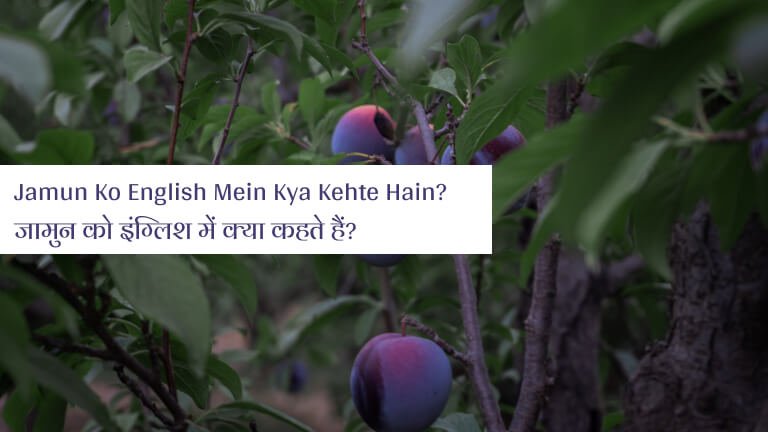 Jamun Ko English Mein Kya Kehte Hain