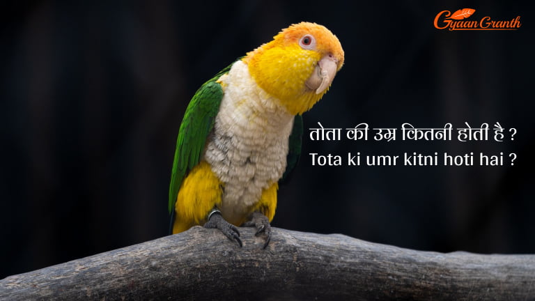 तोता की उम्र कितनी होती है _