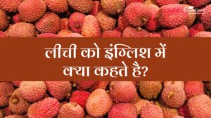 Lichi Ko English Mein Kya Kahate Hain