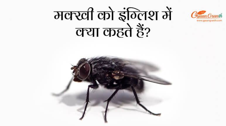 Makkhi Ko English Mein Kya Kahate Hain