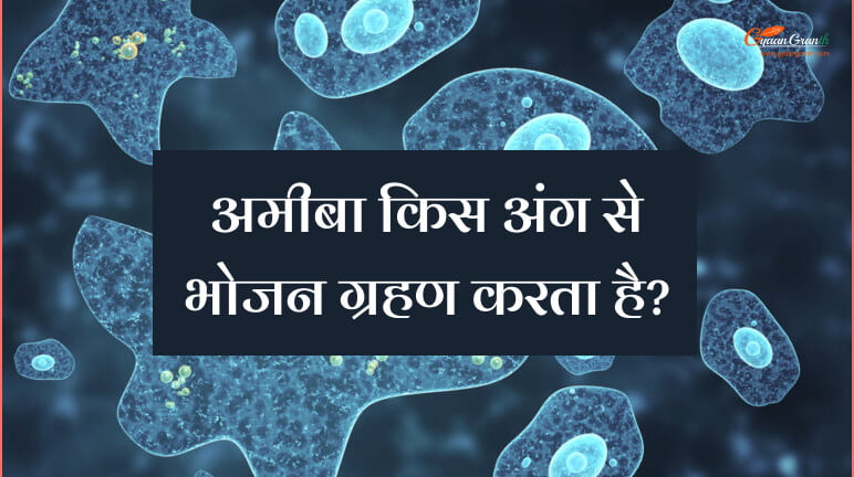 अमीबा किस अंग से भोजन ग्रहण करता है