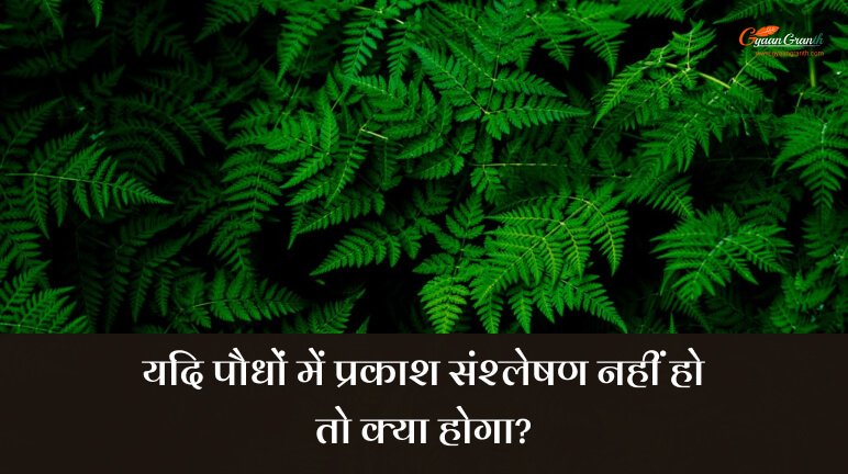 यदि पौधों में प्रकाश संश्लेषण नहीं हो तो क्या होगा?