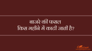 बाजरे की फसल किस महीने में काटी जाती है
