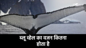 ब्लू व्हेल का वजन कितना होता है?