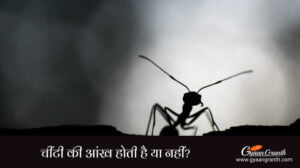 चींटी की आंख होती है या नहीं