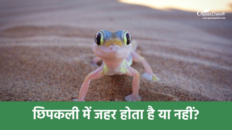 छिपकली में जहर होता है या नहीं?