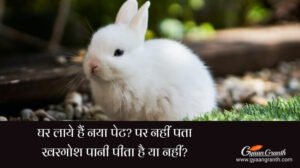 खरगोश पानी पीता है या नहीं