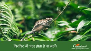 गिरगिट में जहर होता है या नहीं