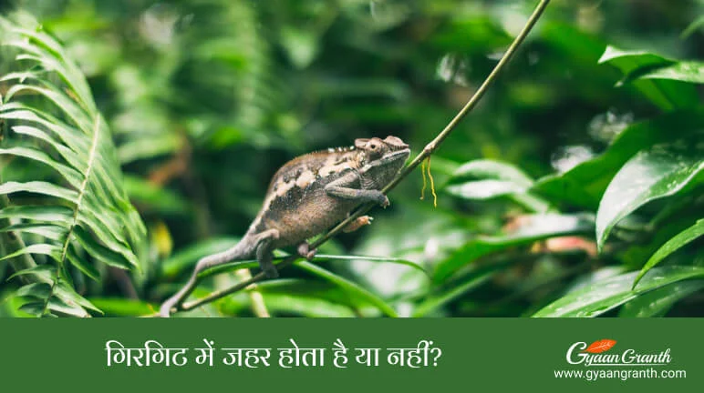 गिरगिट में जहर होता है या नहीं