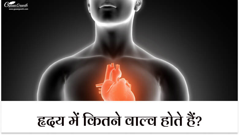 हृदय में कितने वाल्व होते हैं?