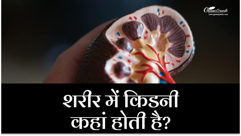 शरीर में किडनी कहां होती है