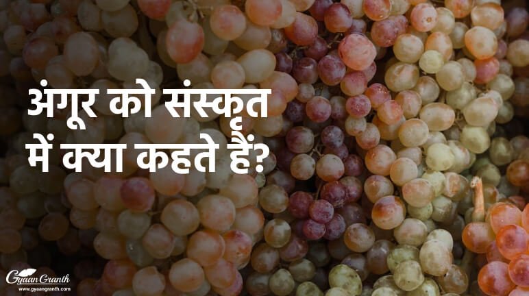 अंगूर को संस्कृत में क्या कहते हैं?