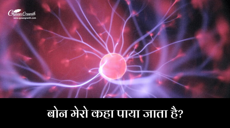 बोन मेरो कहा पाया जाता है