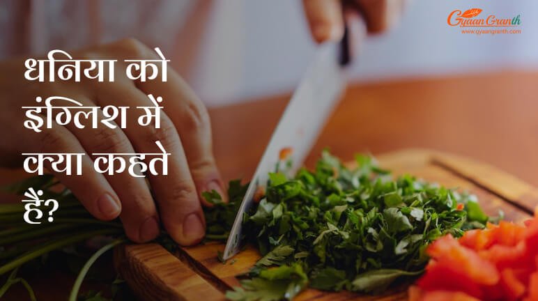 धनिया को इंग्लिश में क्या कहते हैं?