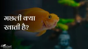 मछली क्या खाती है