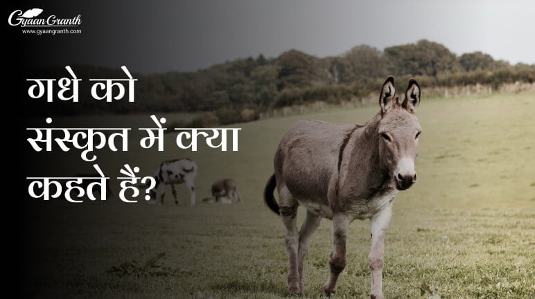 गधे को संस्कृत में क्या कहते हैं?