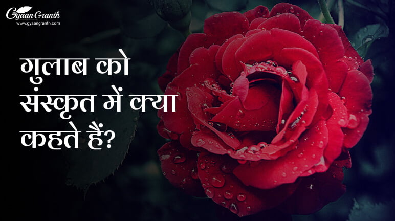 गुलाब को संस्कृत में क्या कहते हैं?