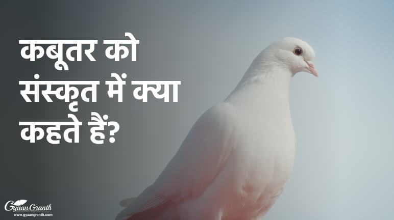 कबूतर को संस्कृत में क्या कहते हैं?