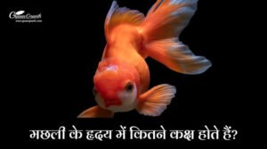 मछली के हृदय में कितने कक्ष होते हैं