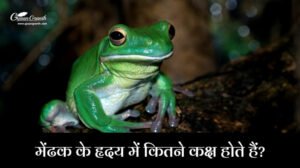 मेंढक के हृदय में कितने कक्ष होते हैं?