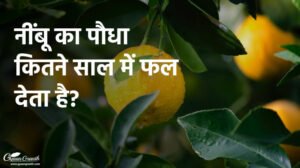 नींबू का पौधा कितने साल में फल देता है
