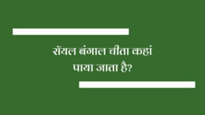 रॉयल बंगाल चीता कहां पाया जाता है