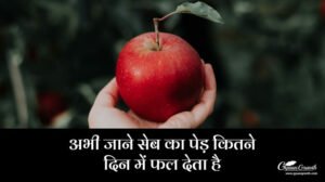 सेब का पेड़ कितने दिन में फल देता है