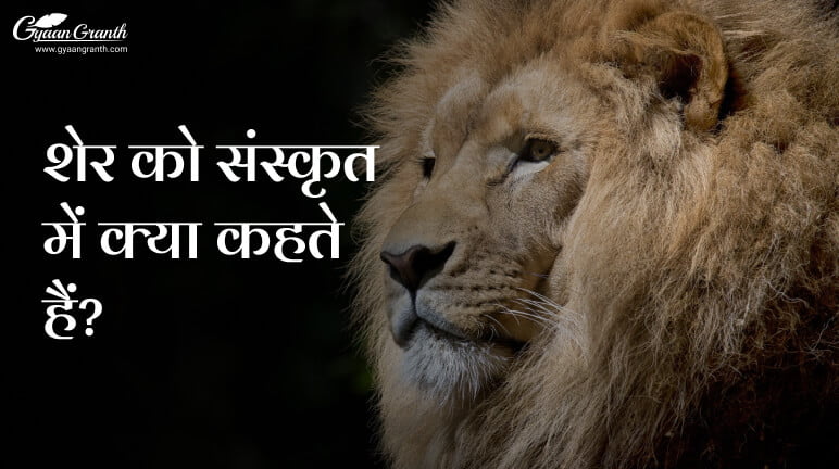 शेर को संस्कृत में क्या कहते हैं?