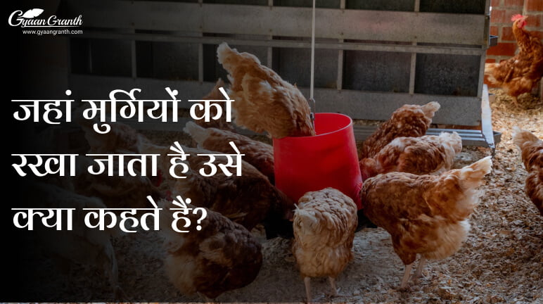 जहां मुर्गियों को रखा जाता है उसे क्या कहते हैं?