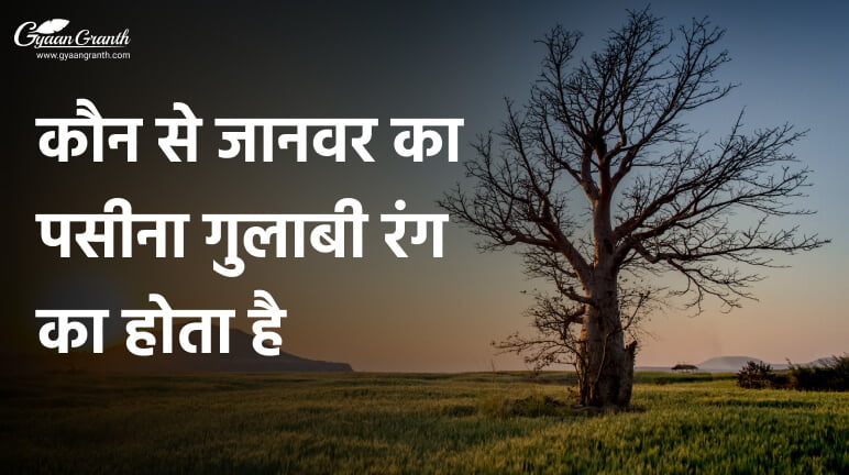 कौन से जानवर का पसीना गुलाबी रंग का होता है?