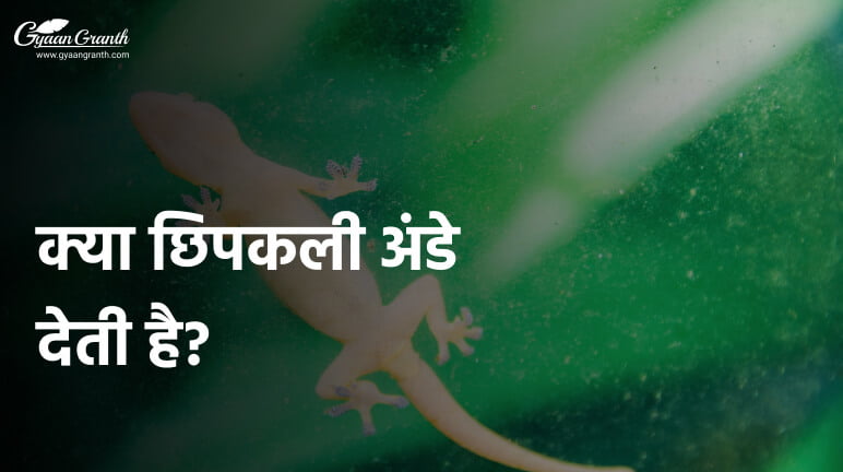 क्या छिपकली अंडे देती है