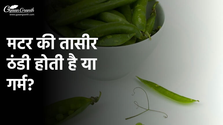 मटर की तासीर ठंडी होती है या गर्म