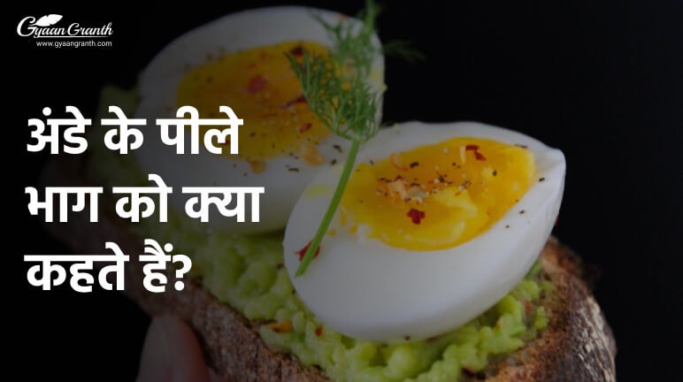 अंडे के पीले भाग को क्या कहते हैं?