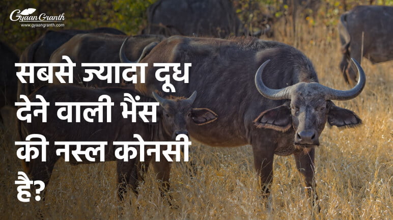 सबसे ज्यादा दूध देने वाली भैंस की नस्ल