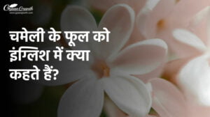 चमेली के फूल को इंग्लिश में क्या कहते हैं?