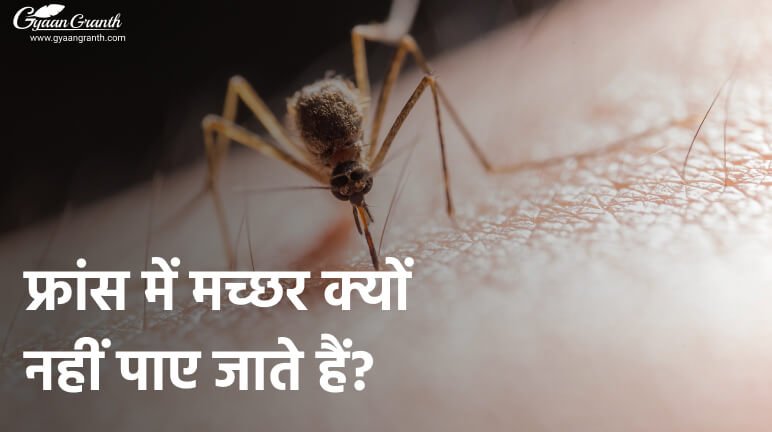 फ्रांस में मच्छर क्यों नहीं पाए जाते हैं?