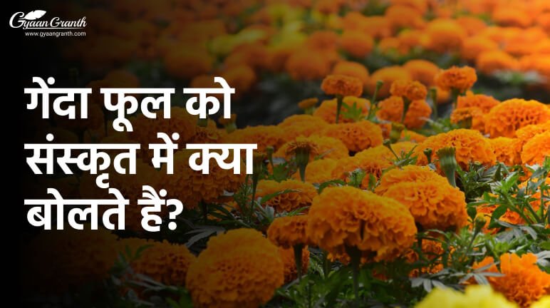 गेंदा फूल को संस्कृत में क्या बोलते हैं?