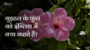 गुड़हल के फूल को इंग्लिश में क्या कहते हैं
