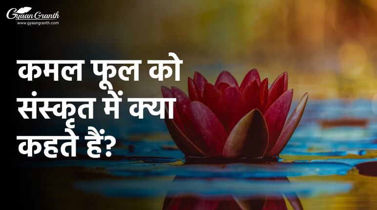 कमल फूल को संस्कृत में क्या कहते हैं?