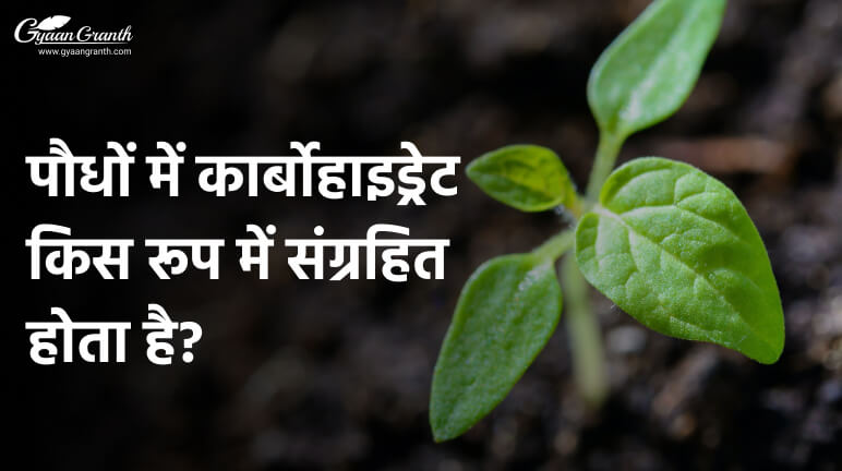 पौधों में कार्बोहाइड्रेट किस रूप में संग्रहित होता है?
