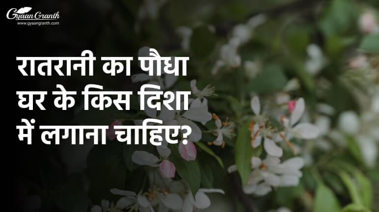 रातरानी का पौधा घर के किस दिशा में लगाना चाहिए?