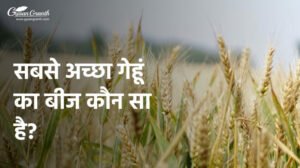 सबसे अच्छा गेहूं का बीज कौन सा है?