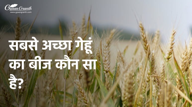 सबसे अच्छा गेहूं का बीज कौन सा है?