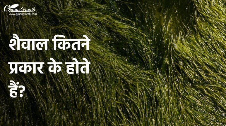 शैवाल कितने प्रकार के होते हैं