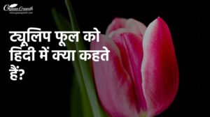 ट्यूलिप फूल को हिंदी में क्या कहते हैं?