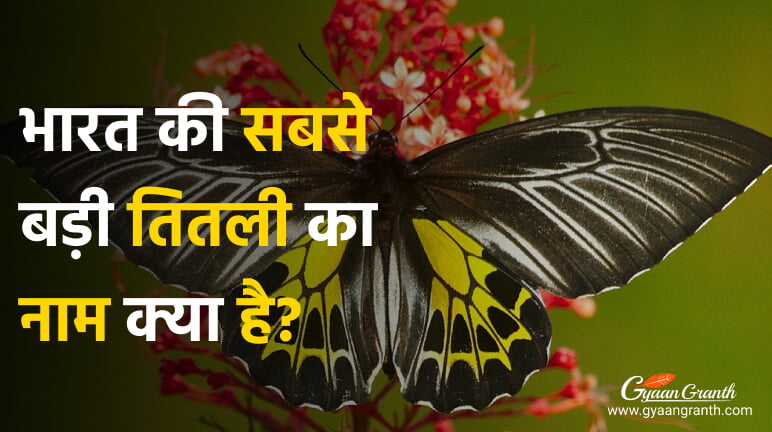 भारत की सबसे बड़ी तितली का नाम क्या है?