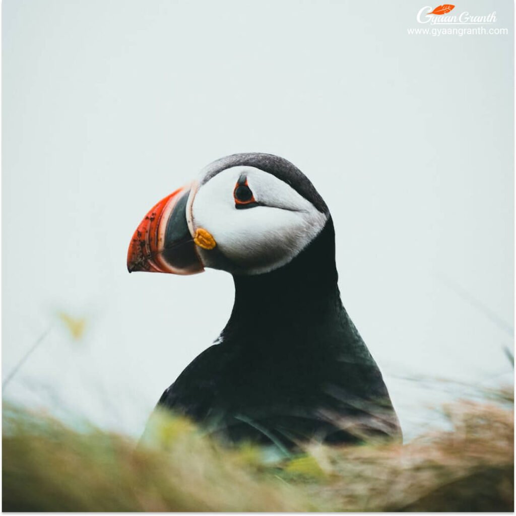 अटलांटिक पफिन (Atlantic Puffin)