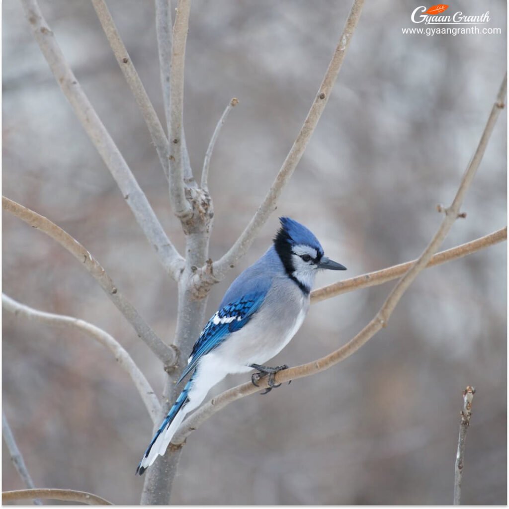 Blue Jay