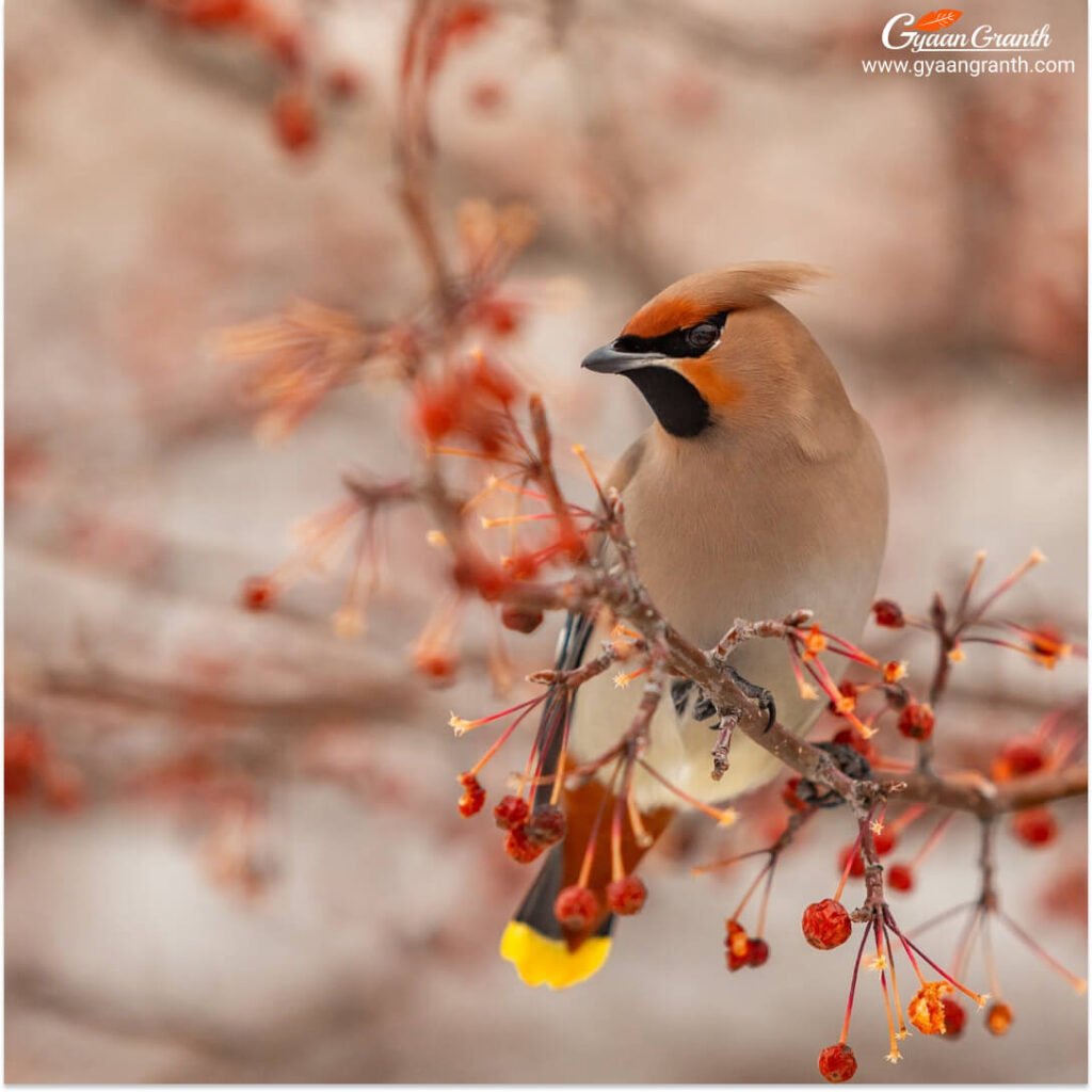 Bohemian Waxwing