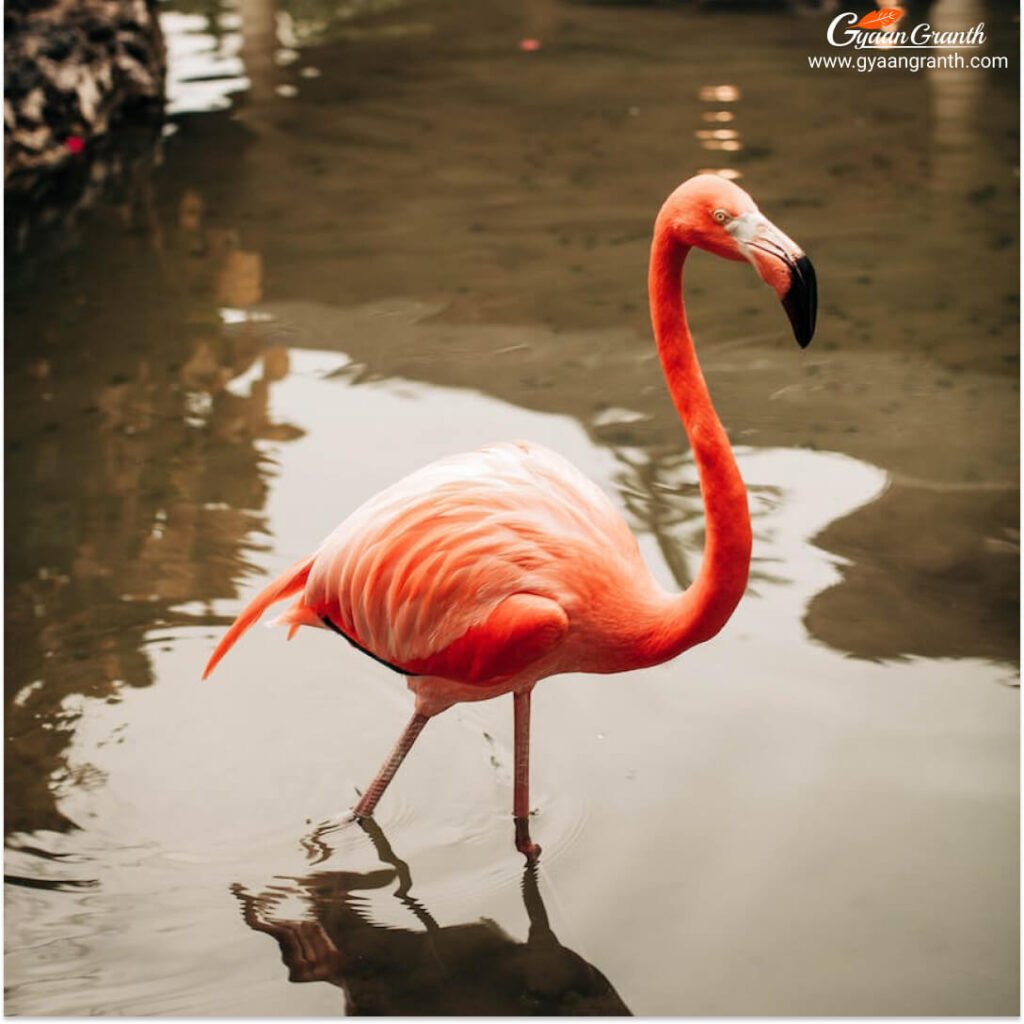 फ्लेमिंगो पक्षी (Flamingo Bird)